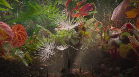 REVIEW: ‘Dandelion’s Odyssey’ Is A Charming Ode To Nature In All Its Forms Dandelions Odyssey But Why Tho